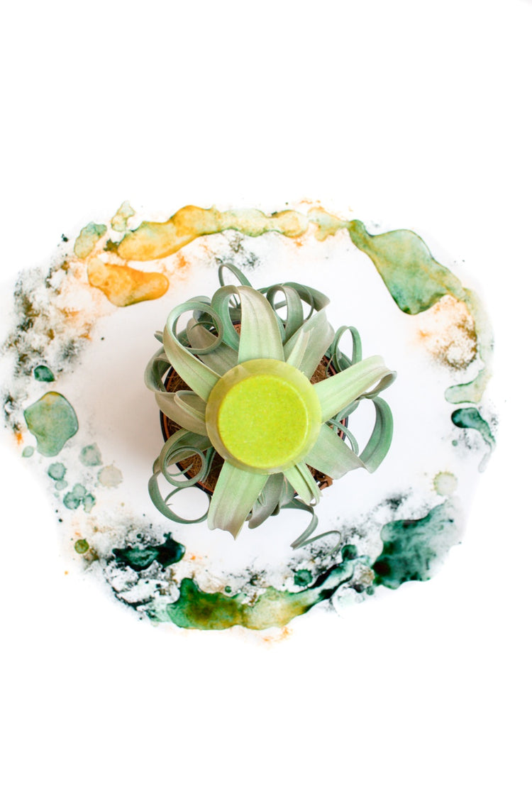 Shampoo -Bar "Brisa" von Kara Pura