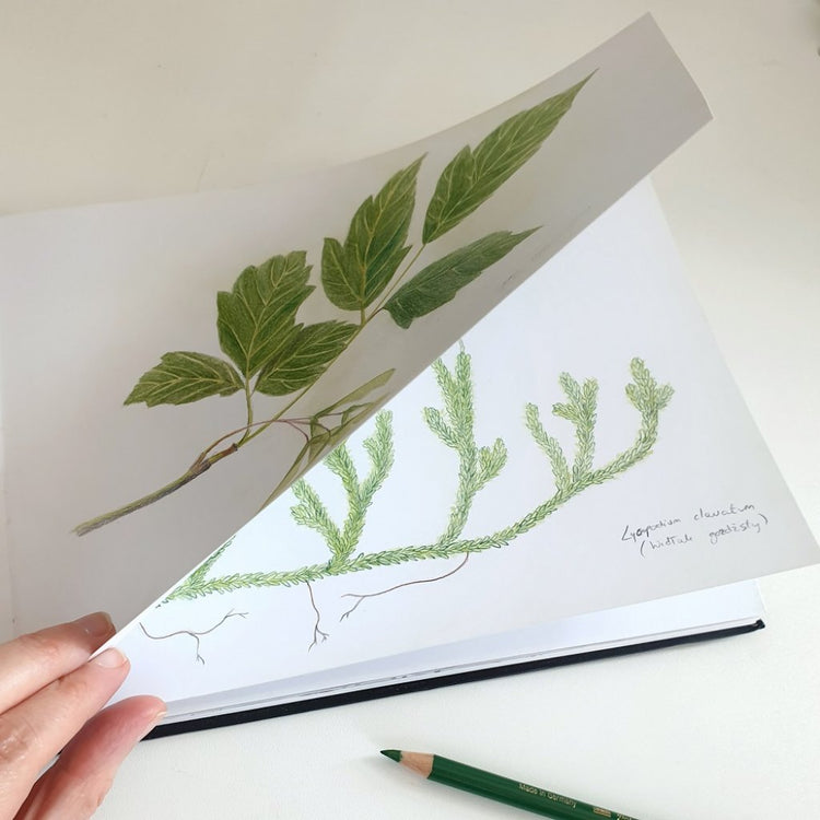 Decke für Babyschale Herbarium